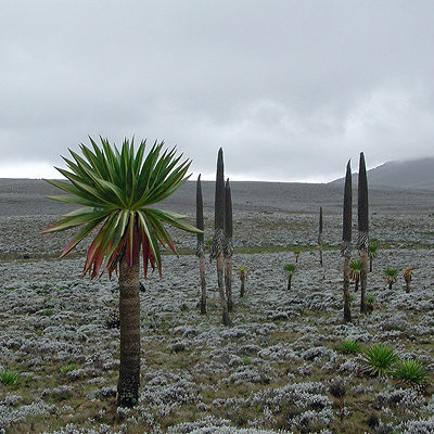 05 Day Trekking in stunning Bale Mountains