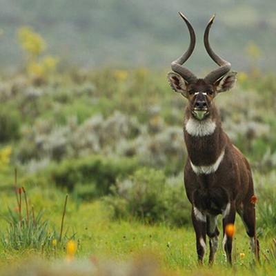 07-Day to Bale Mountains and Great Rift Valley
